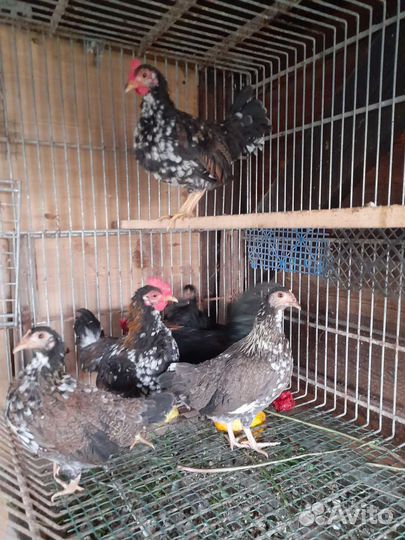 Куры молодки