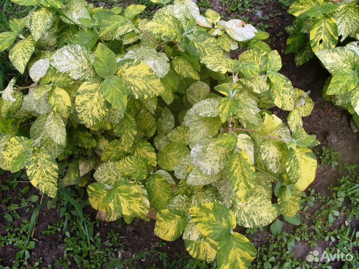 Декор.хвойные, калина и травы,родиола ярко-красная