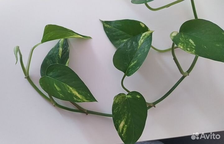 Сциндапсус эпипремнум