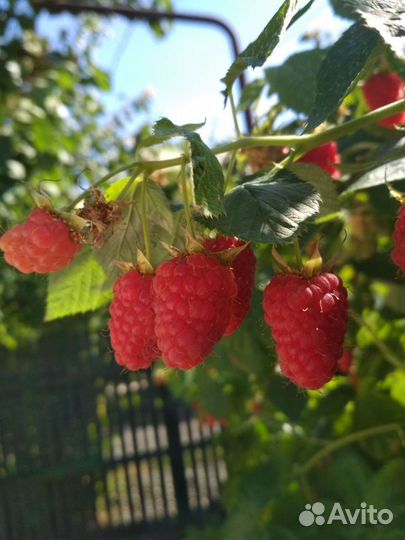 Малина Краса России, Маросейка, Гусар