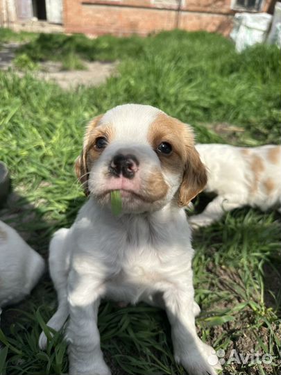 Бретонский эпаньоль щенки