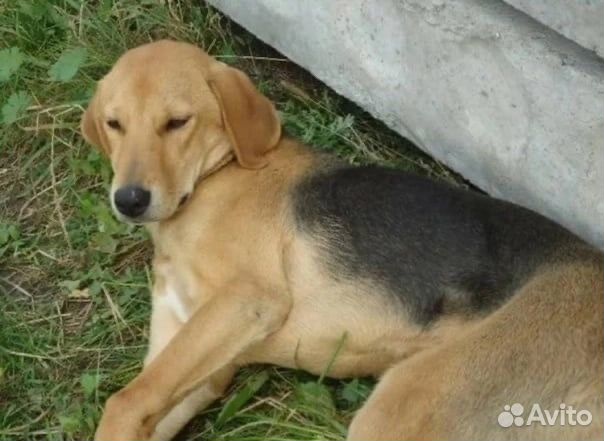 Русская Гончая