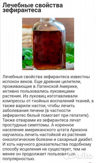 Цветок зефирантес (Выскочка) белый