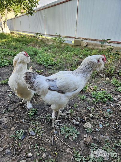 Куры фавероль