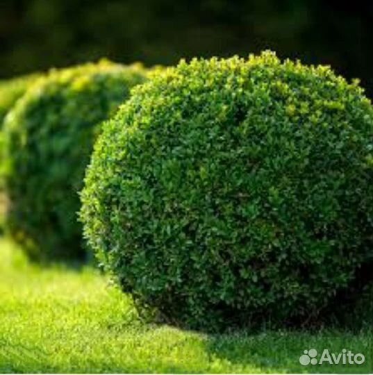 Самшит мелколистный Faulkner