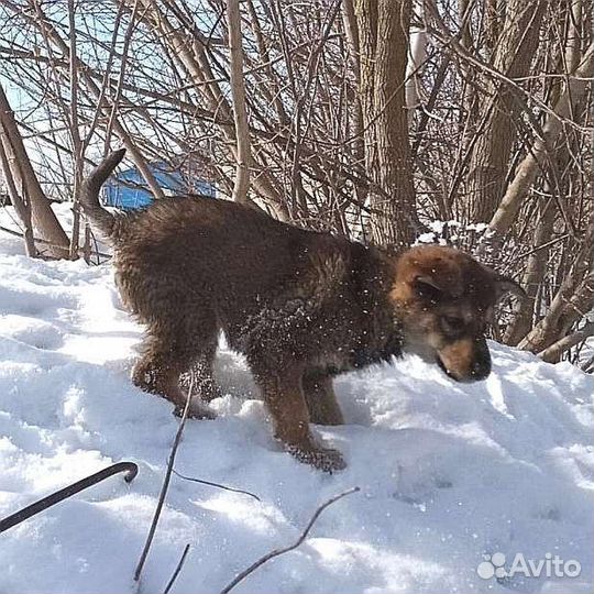 Щенок-девочка в добрые руки