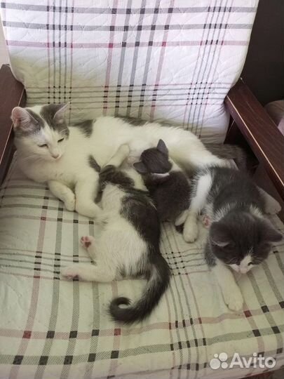 Котята в добрые руки