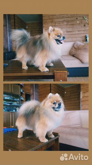 Груминг собак, стрижка собак