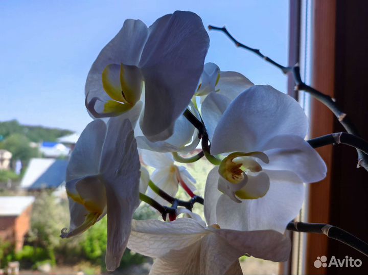 Дендробиум фаленопсис