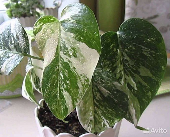 Монстера вариегатная альба