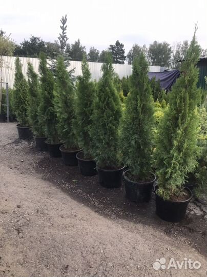 Туя западная Смарагд