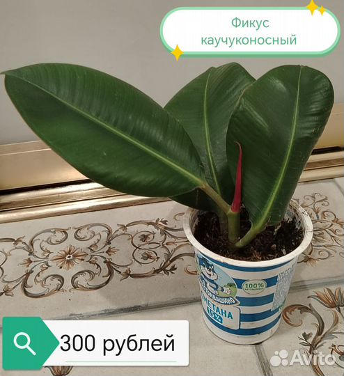 Фикус