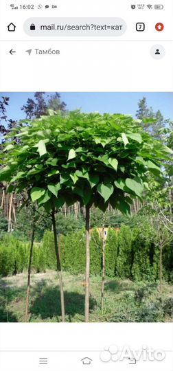 Семена Катальпы