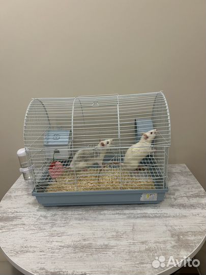 Крыса с клеткой