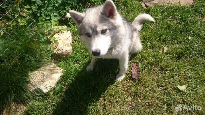 Снежный хаски в добрые руки