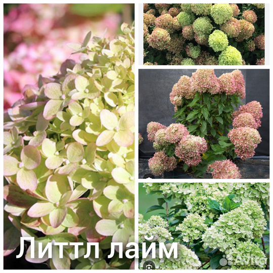 Гортензия саженцы