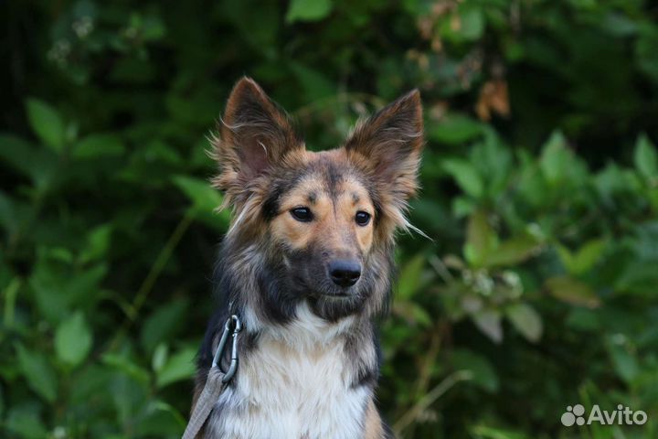 Готовая собака в квартиру