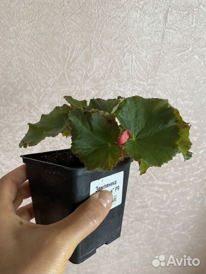 Бегония элатиор