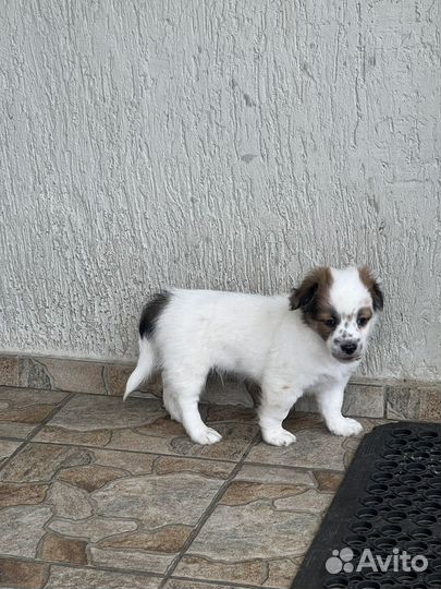 Щенки мальчики в добрые руки