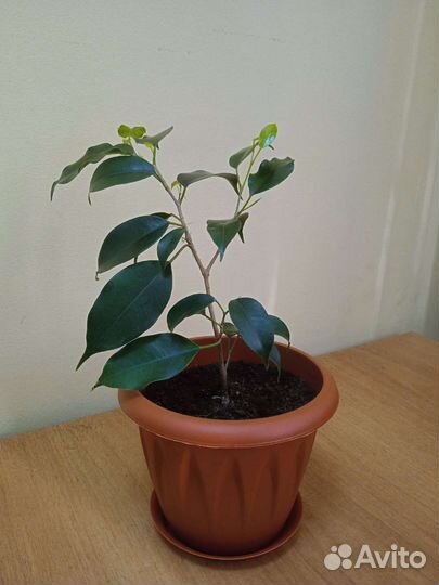 Фикус Бенджамина