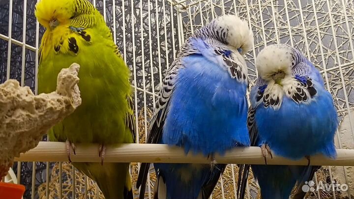 Чистокровные выставочные волн. попугаи (ввп) Чехи