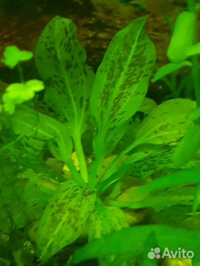 Растения аквариумные. Замок. Рыбки