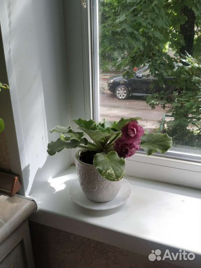 Фиалка Ле Роза Ветров, Бегония black mamba