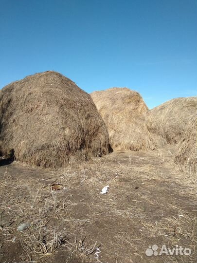 Сено в зародах