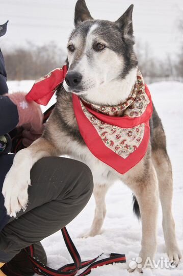 Собака Лиза из приюта ищет дом