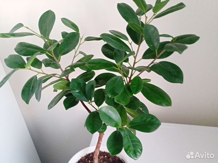 Фикус микрокарпа Мокламе