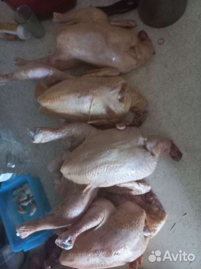 Мясо домашней птицы