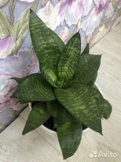 Сансевиерия цветок с горшком