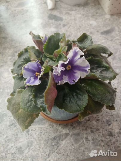 Фиалки цветущие в горшке