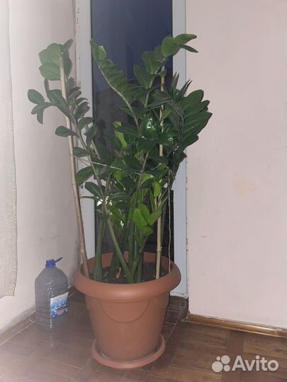 Продаю замиокулькас