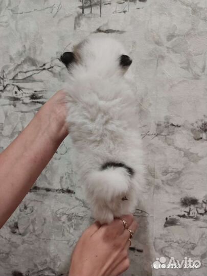 Шпиц
