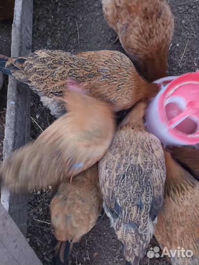 Кучинская Юбилейная - инкубационное яйцо