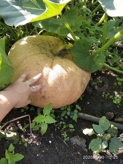 Участок 7,5 сот. (СНТ, ДНП)