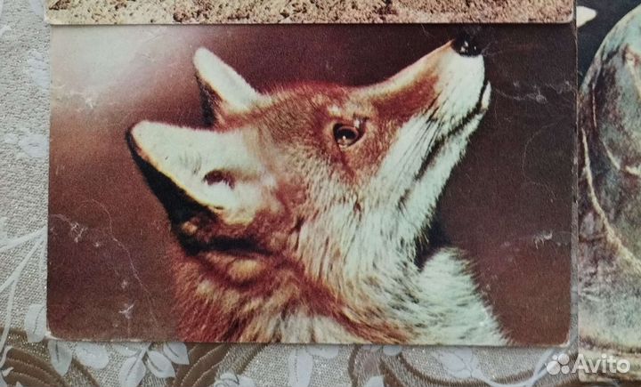 Открытки животные