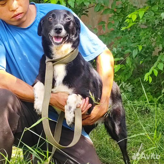 Собака в добрые руки