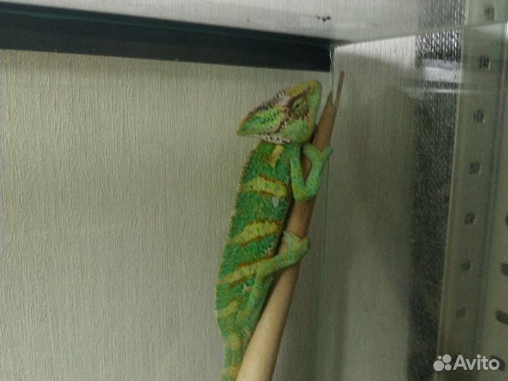 Йеменский хамелеон