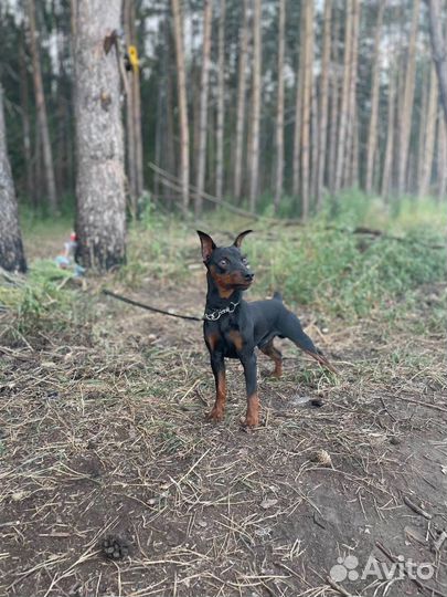 Цвергпинчер вязка