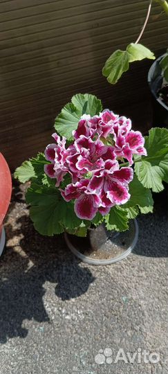 Герань королевская