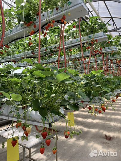 Клубника нсд. флорида бьюти