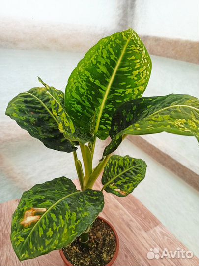 Диффенбахия Рефлектор