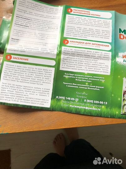 Муравьиная ферма с муравьями