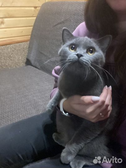 Британская кошка