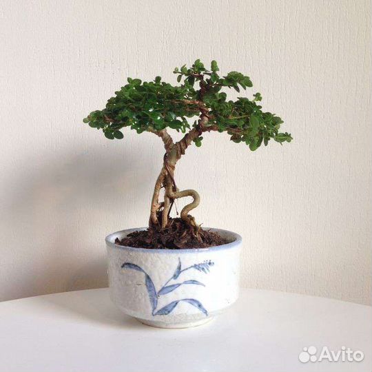 Премна (premna microphylla)