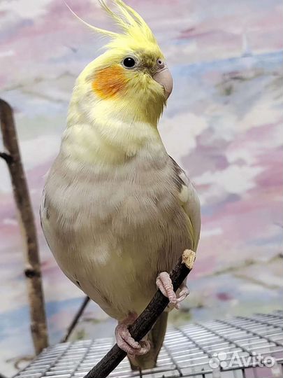 Попугай корелла, девочка с клеткой. Цена 6000 торг