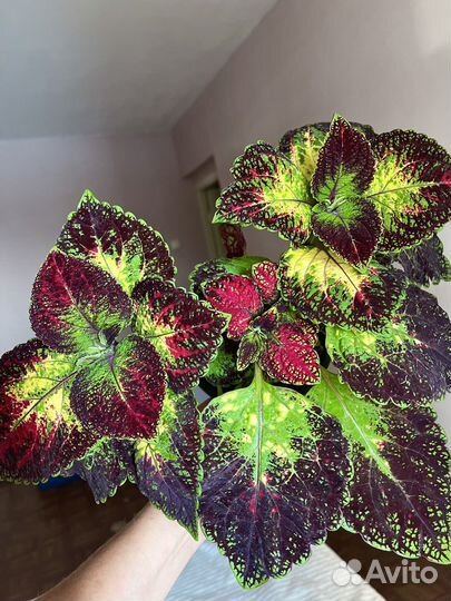 Колеус Аватар