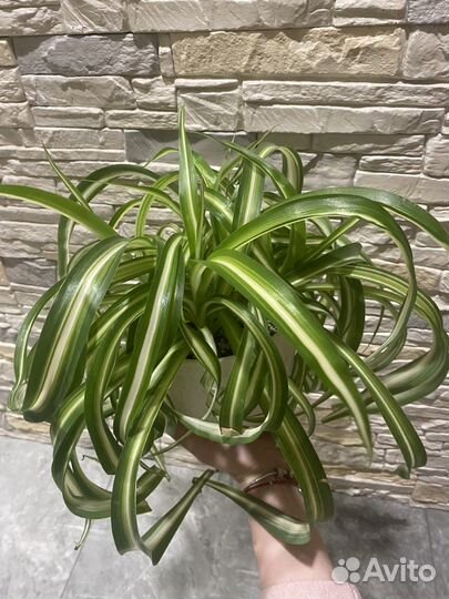 Хлорофитум кудрявый